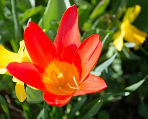 Tulpe