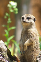 Meerkat