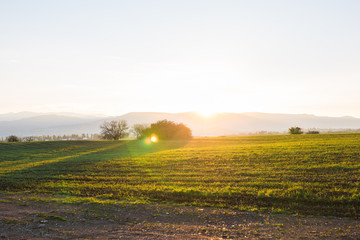 Fototapeta premium green rural field at the early morning