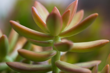 Succulents. Sedum Hybrid. Evergreen perennial.