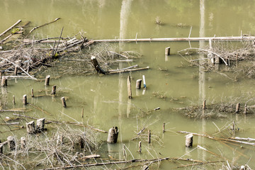 Valley flooded by the river. Natural disaster from mountain river by hydroelectric power station in Romania. Cut branches of trees above the surface of a wide flooded river.