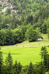 Fototapeta na wymiar scenic of landscape with cow grazing on fresh green mountain, Lauterbrunnen, Switzerland, Europe