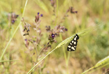 Female cream-spot tiger moth
