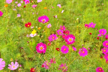 三光のコスモス