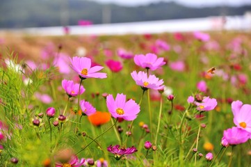 三光のコスモス