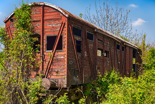 Old wooden railway wagon derelict captured by vegetation.