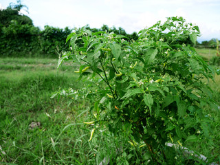 Agriculture chili pepper also chile pepper or chilli pepper at grow plant crops at garden