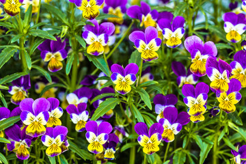 Obraz na płótnie Canvas Violet pansy flower in the spring garden