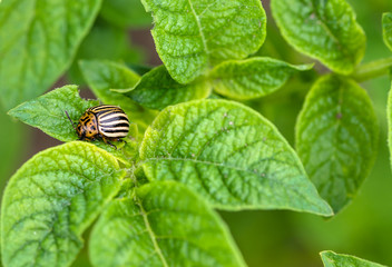 Colorado potato beetle on green potato leaves, macro