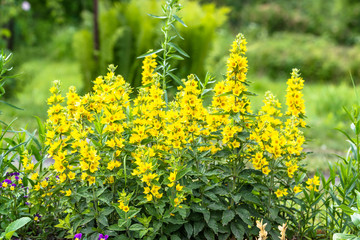 Beautiful summer flowers in the garden - yellow loosestrife, (Lysimachia punctata)