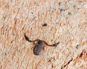Pscudoscorpions on the tree