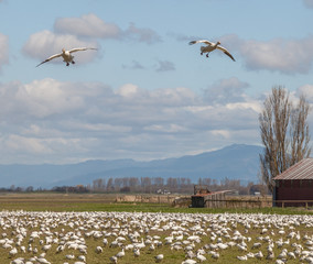 pair of snow geese landing