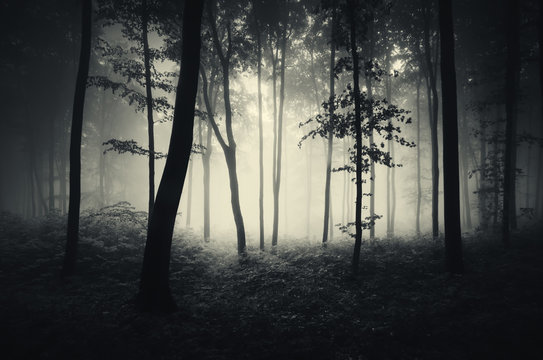 trees in mist forest background