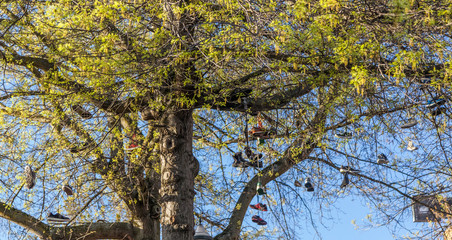 shoes hanging from a tree