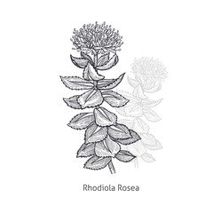 Medical plant Rhodiola Rosea.