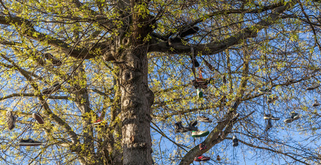 shoes hanging from a tree