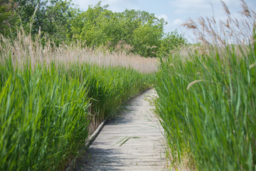 Camargue, marais du Vigueirat, swamps, pathway in natural reserve