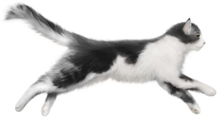 чёрно-белый кот на белом фоне