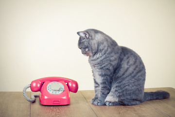 Retro old rotary telephone and big cat sitting on table