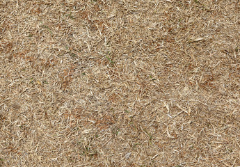 dry grass background