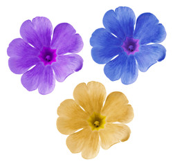 Set  blue-yellow-purple  flowers. Garden violets.  White isolated background with clipping path.  Closeup.  no shadows.   Nature.