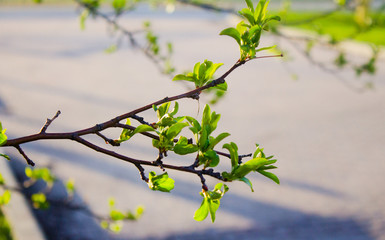Spring Leaves
