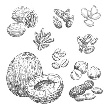 Nuts sketch icons of coconut, coffee beans and cashew or peanut. Vector isolated walnut or hazelnut, sunflower and pumpkin seeds, almond or pistachio and pine nut kernels for vegetarian nutrition