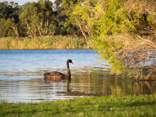 Obraz premium Black Swan on Herdsman Lake, Western Australia