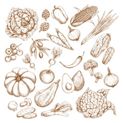 Vegetables vector icons. Sketch pumpkin, zucchini squash, broccoli or cauliflower cabbage, corn and carrot, tomato, cucumber, garlic and radish or beet. Farm harvest onion, olives and pepper
