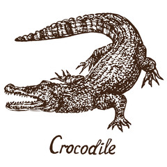 Crocodile (true crocodile), hand drawn doodle, sketch in pop art style, vector illustration