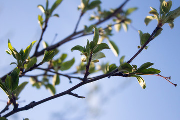 Spring Leaves
