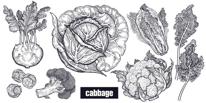 Various cabbage set.