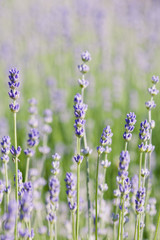 Lavender flowers - nature background