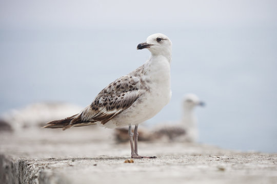 standing sea gull bird