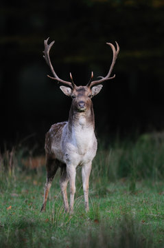 Damhirsch Hochformat, Brunft