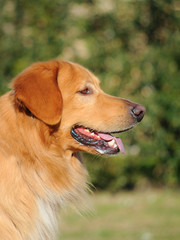 Portrait of Hovawart Dog