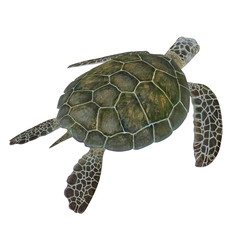 green turtle Chelonia mydas isolated on a white. 3D illustration