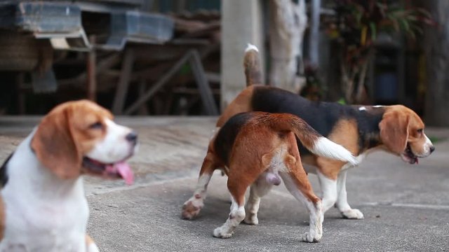 purebred beagle dog are now receptive in mating, dog breeding