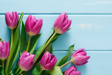 Violet tulips on blue wood background, copy space