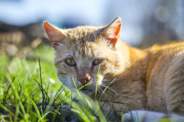 Ginger cat portrait