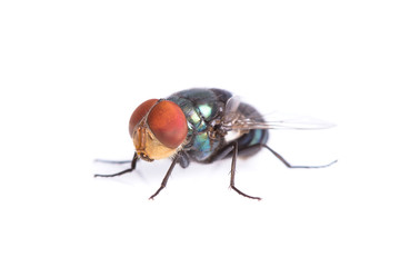 Blue bottle fly on white background.