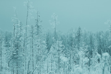 Fototapeta na wymiar snowy winter landscape in the Christmas forest