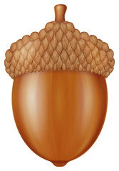 Acorn. Vector illustration.