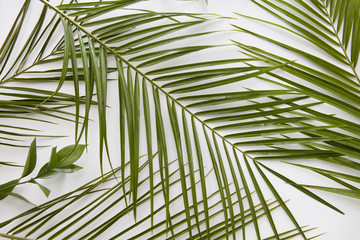 Palm leaves isolated