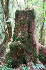 old tree trunk standing alone in the forest