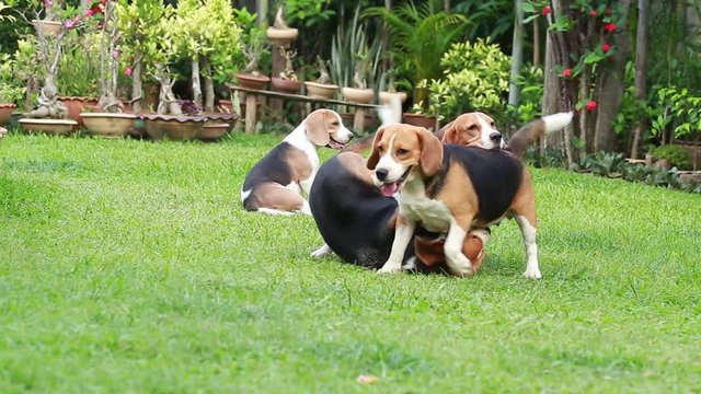 Purebred adult and puppy beagle dog are playing in lawn
