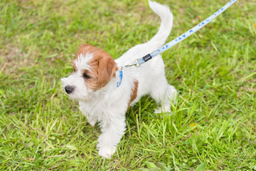Cute Jack russel terrier in park