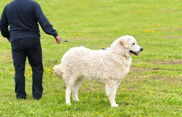 Fototapeta premium Hungarian Kuvasz dog in the park