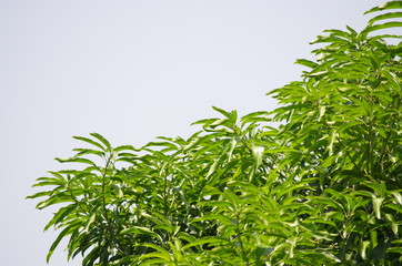 Leaves and Branches of trees on the sky background