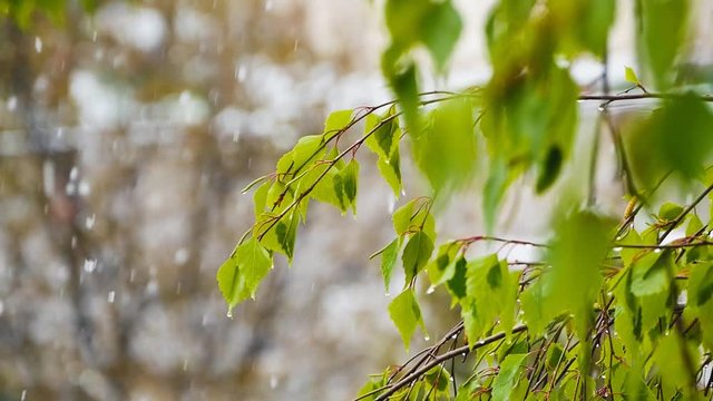 Rain and sleet falling over green leaves
